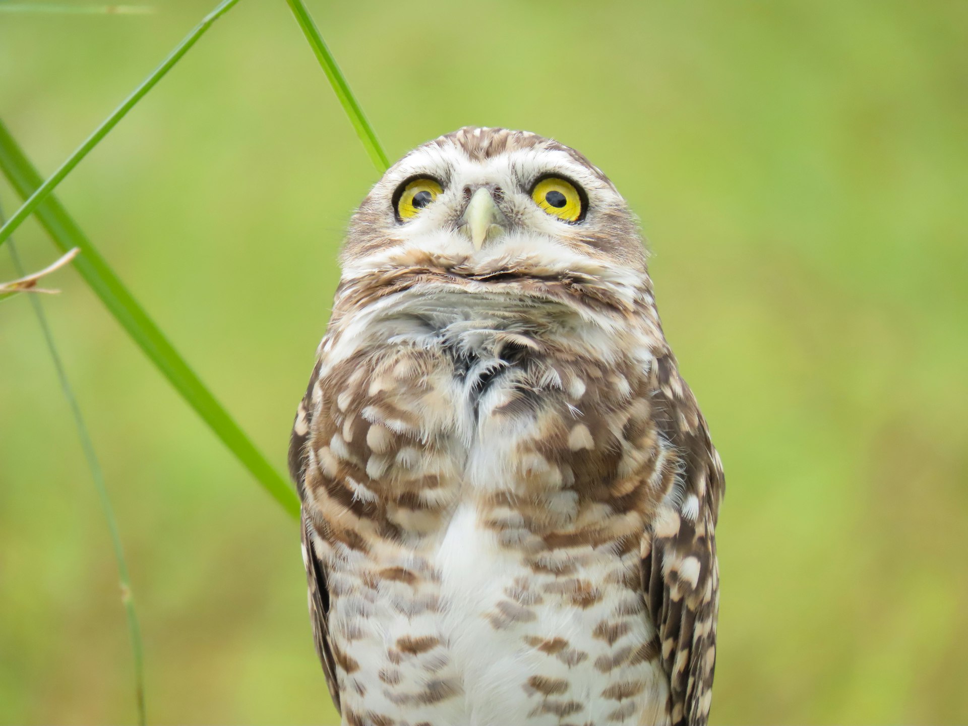 A close up of a small owl on a branch